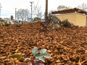 commercial_salens_landscaping_20190211_IMG_0177_