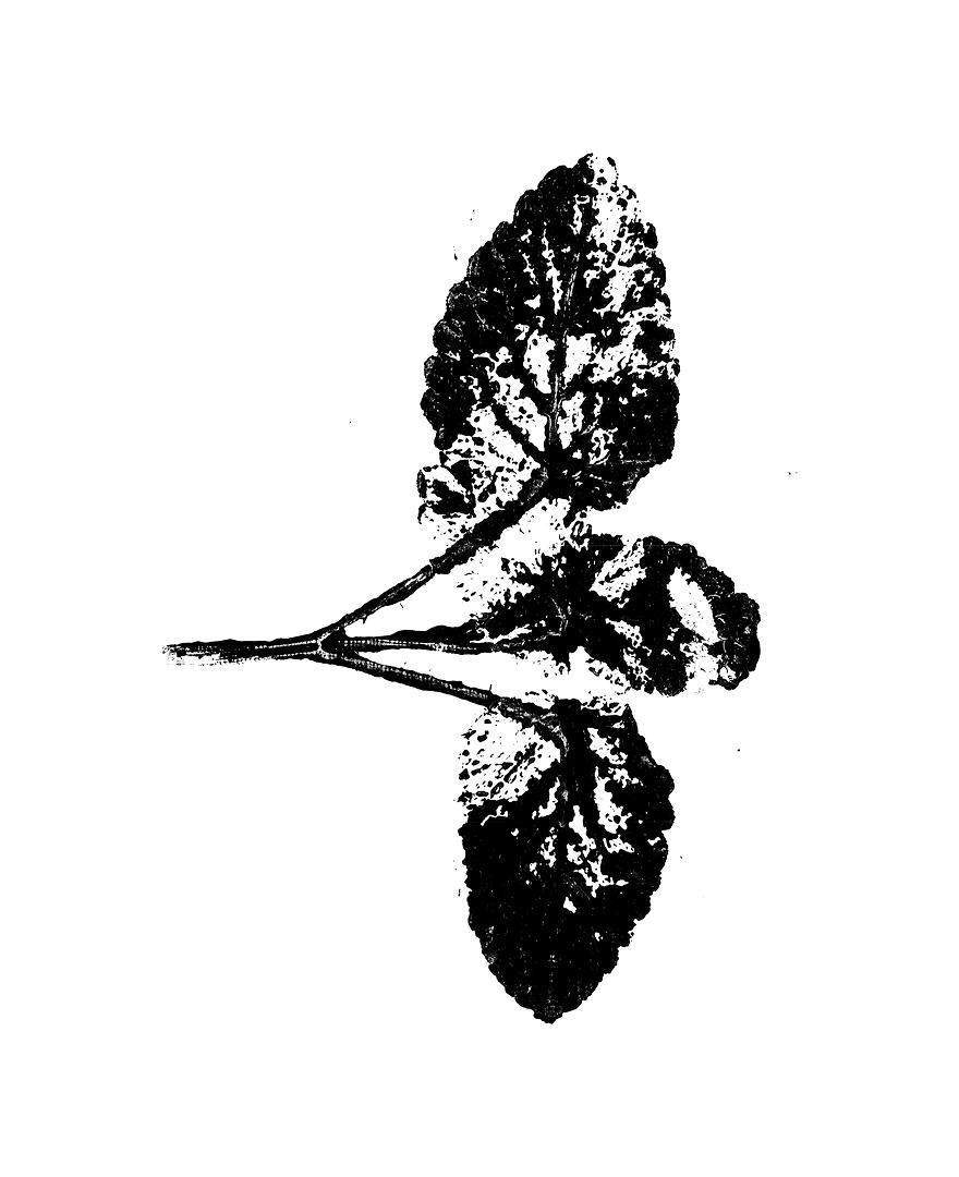 Sóskaborost ásványi anyagokkal, biodinamikus életmód, természetes gyógyítás, növényi alapú kezelés, ökológiai egészségmegőrzés.