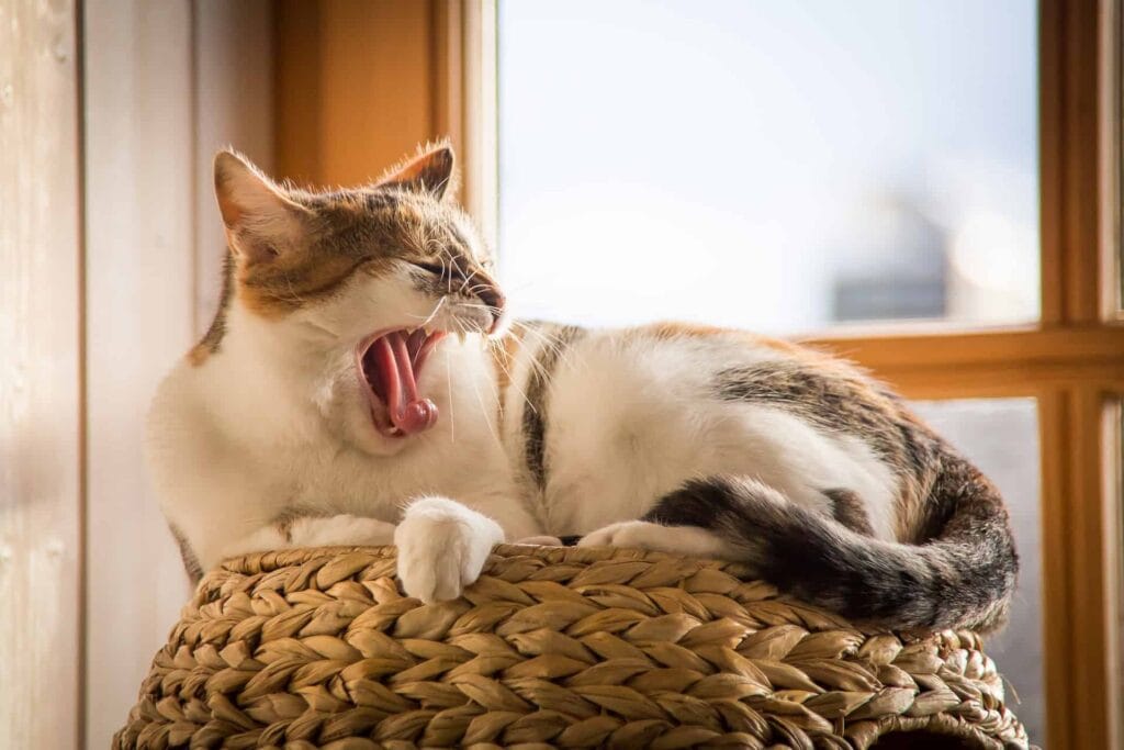 Mysig katt på rast i solbelyst sovrum, perfekt för en skön vila och djurvänlig sömn.
