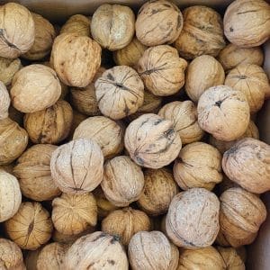 Yerli üretim yerli geleneksel köy cevizi yerli türler. Yayla ürünü. Sarıcaovadan ceviz