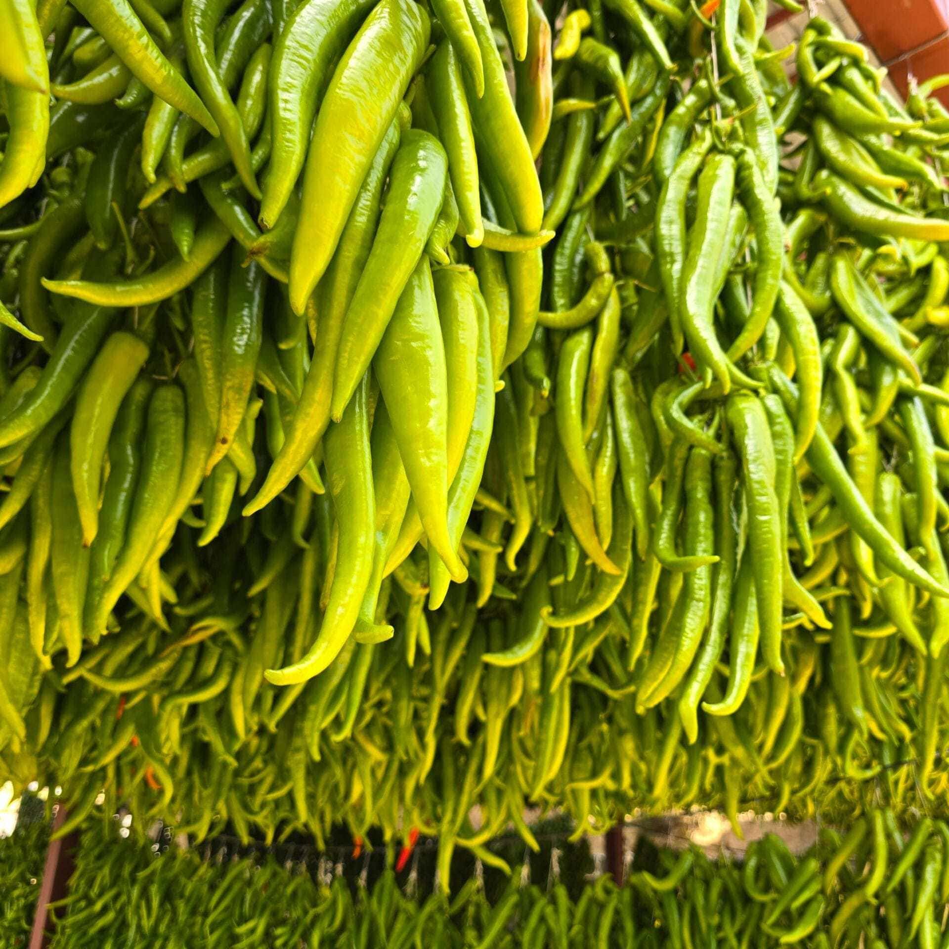 Tatlı çarliston biber güneş kurusu