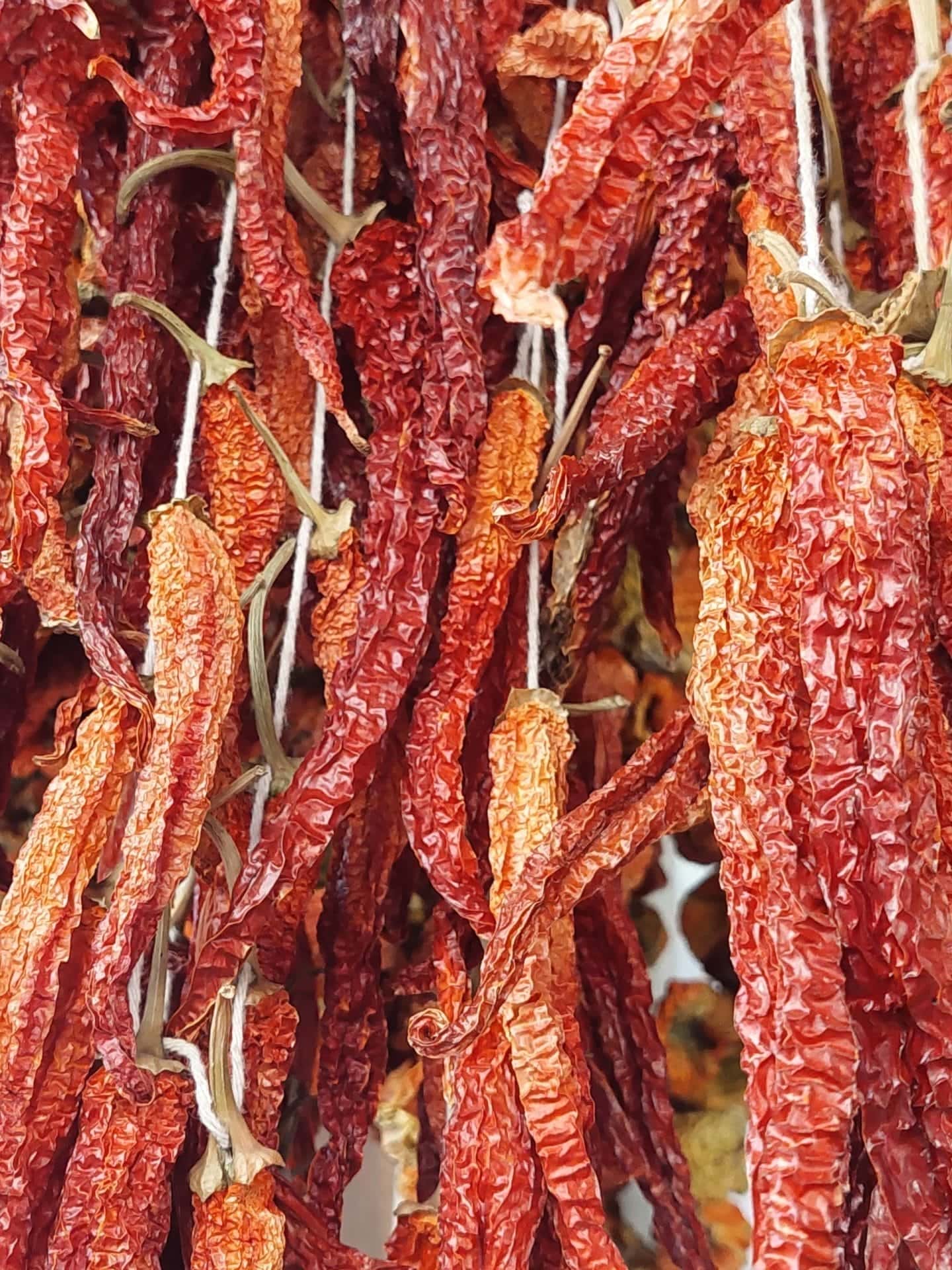 Güneş kurusu sivri biber çarliston dizi biber acı tatlı kuru biber