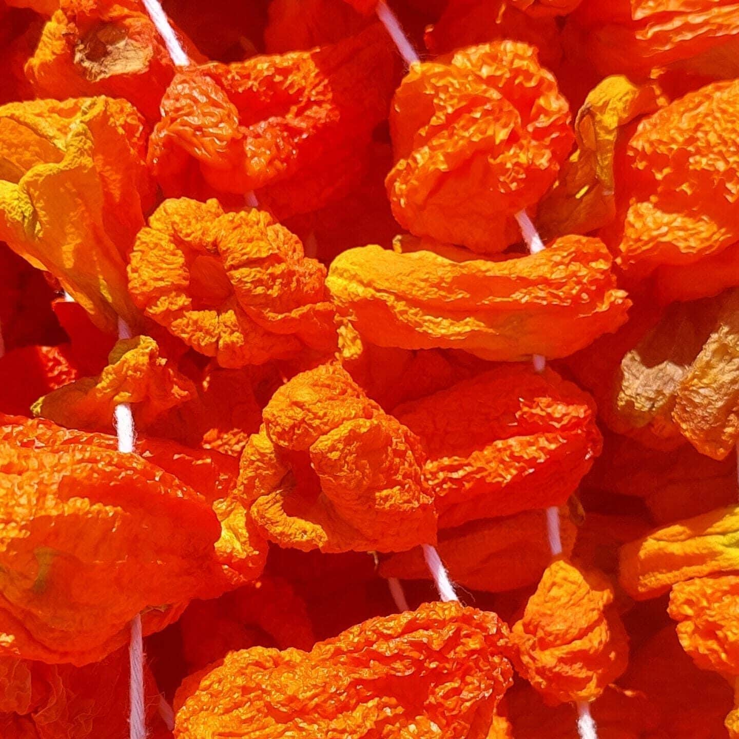 dolma-biber-kurusu.jpg Dolmalık biber kurusu