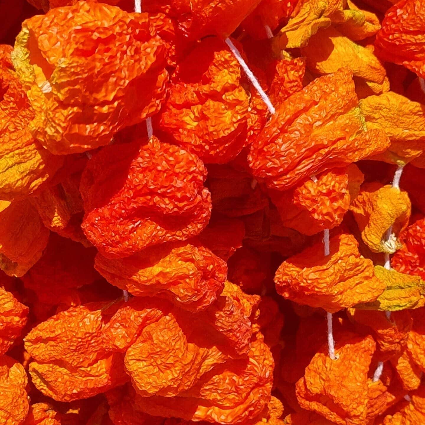 Dolma-biber-kurusu.jpg Dolmalık biber kurusu