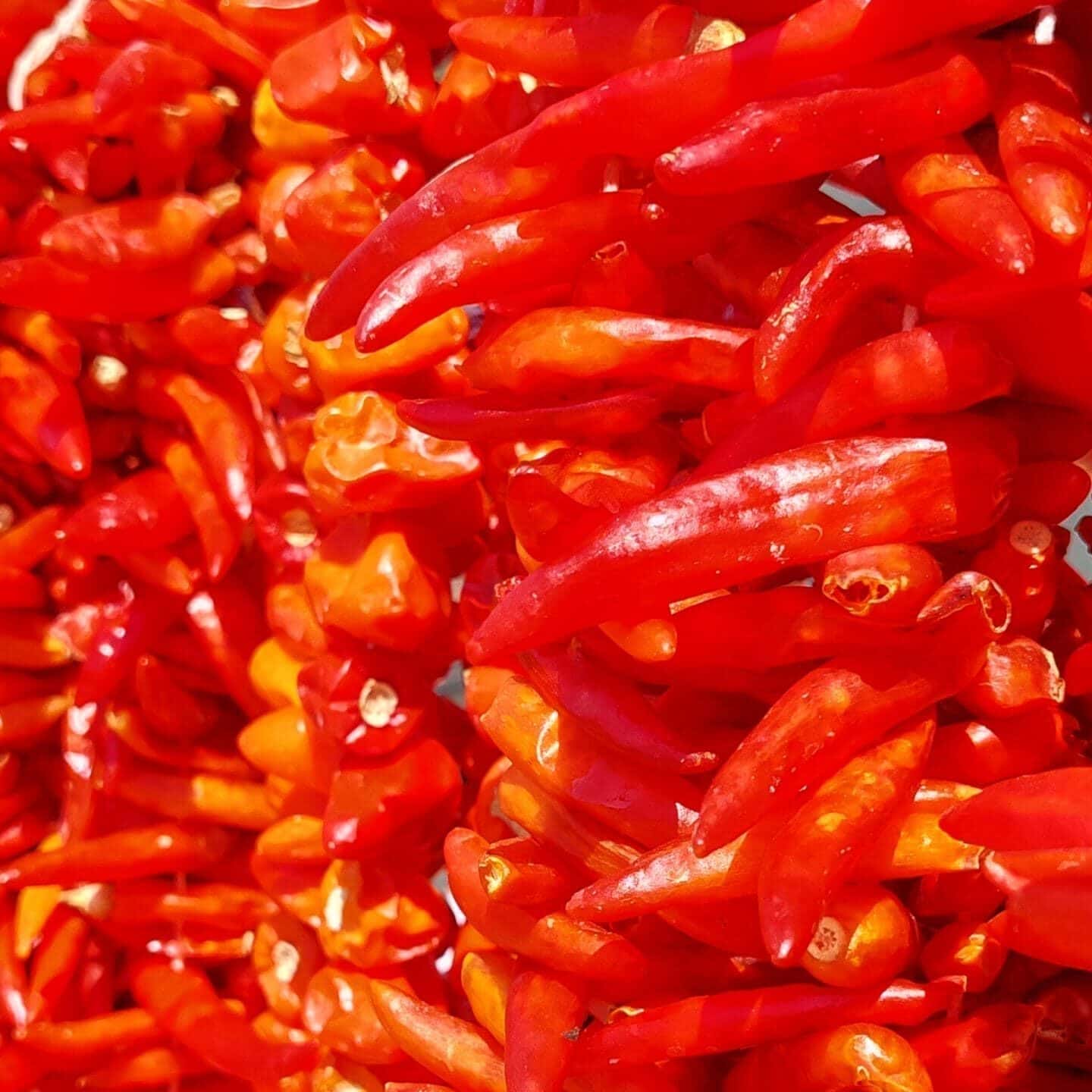 Atom acı biber kurusu