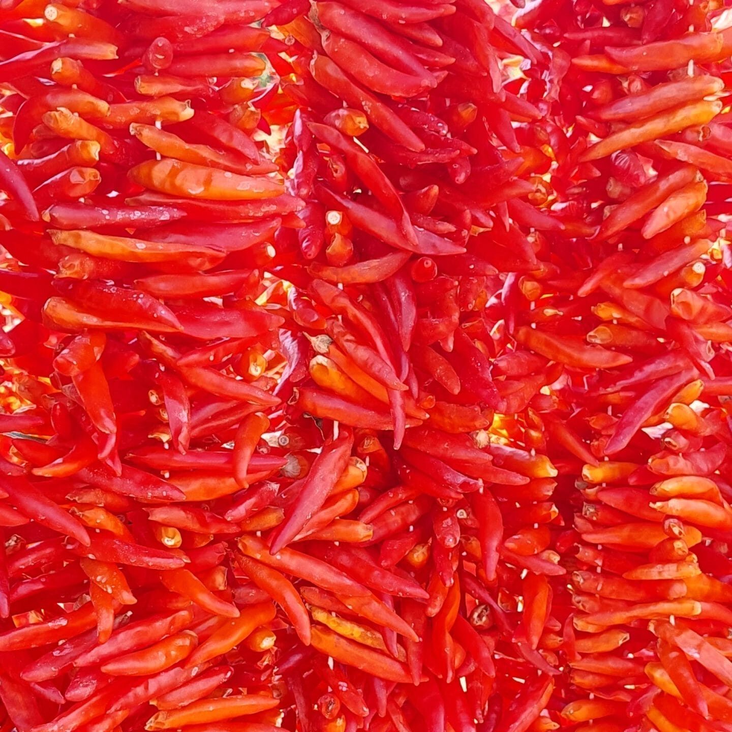 Atom acı biber kurusu