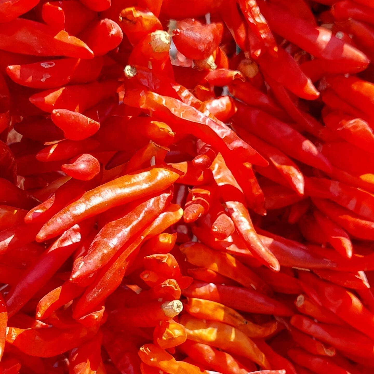 atom-aci-biber.jpg Atom acı biber kurusu