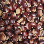 Meşhur aydın şekerci kestanesi yerli kestane