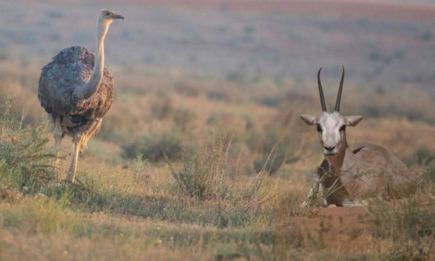 Arabian Oryx Returns to Imam Turki bin Abdullah Royal Reserve