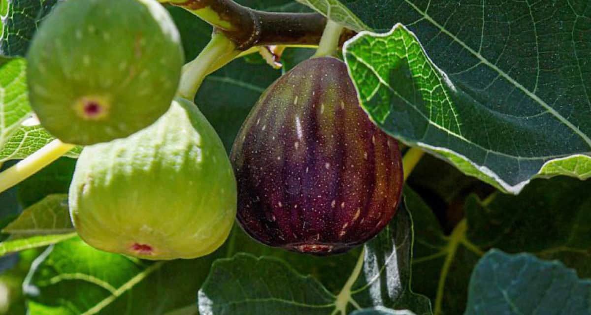 Saudi Arabia Hits 111% Self-Sufficiency in Fig Production