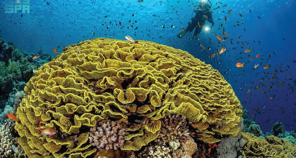Jeddah Coral Reefs Spotlighted in Art and Science Workshop