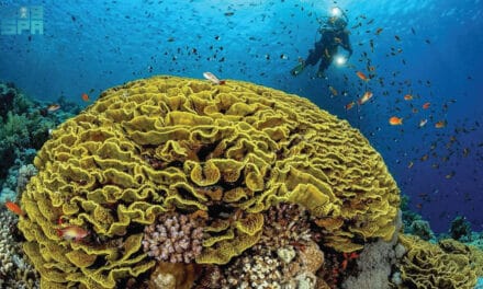 Jeddah Coral Reefs Spotlighted in Art and Science Workshop