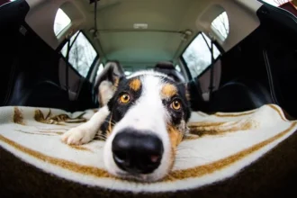 Best Dog Booster Car Seat for Maximum Protection