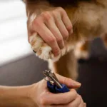 Best Pet Nail Clippers and Trimmers