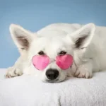 Best Dog Beds