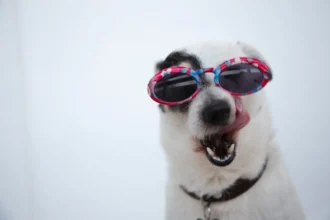 Most Comfortable Dog Collars