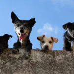 Best Pet Trackers