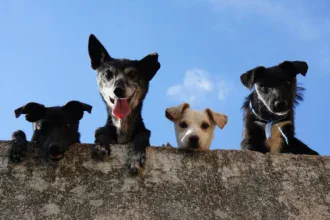 Best Pet Trackers