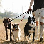 Best Dog Harness