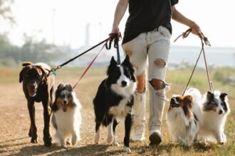 a person walking dogs on leashes