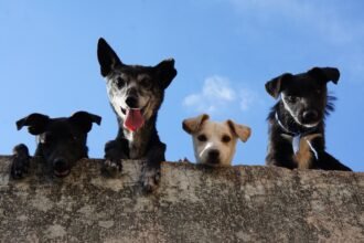 Best Pet Trackers