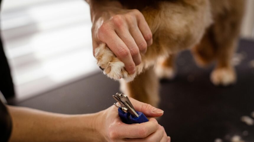 Best Pet Nail Clippers and Trimmers