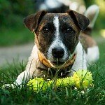 a dog lying in the grass with a toy