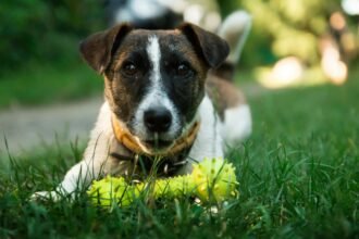 a dog lying in the grass with a toy