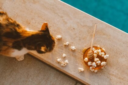 a cat looking at a bowl of popcorn and a stick