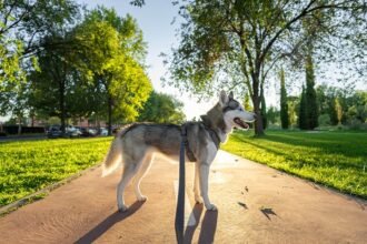 a dog on a leash on a path