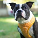 Best Cooling Vests for Dogs for Hot Weather