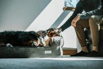 Best Dog Beds for Large Dogs