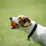 Best Kong Dogs Toys Large for Amazon