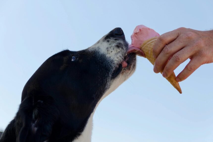 a dog licking an ice cream cone