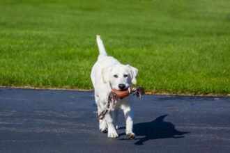 a dog holding a toy in its mouth