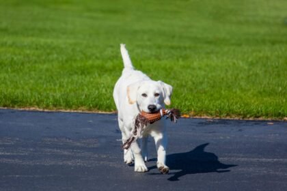 a dog holding a toy in its mouth
