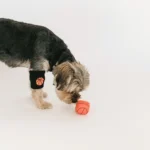 Best Pet Toys for Dogs