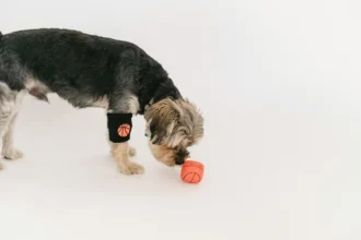 Best Pet Toys for Dogs