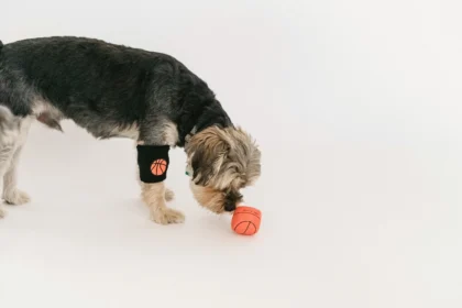 Best Pet Toys for Dogs