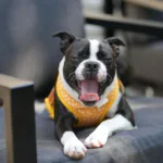 Best Cooling Vest
