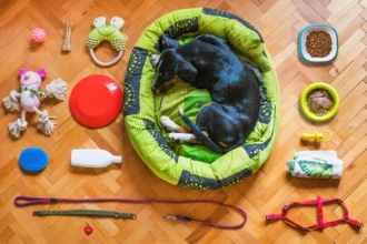 Best Soft Dog Toys for Aggressive Chewers