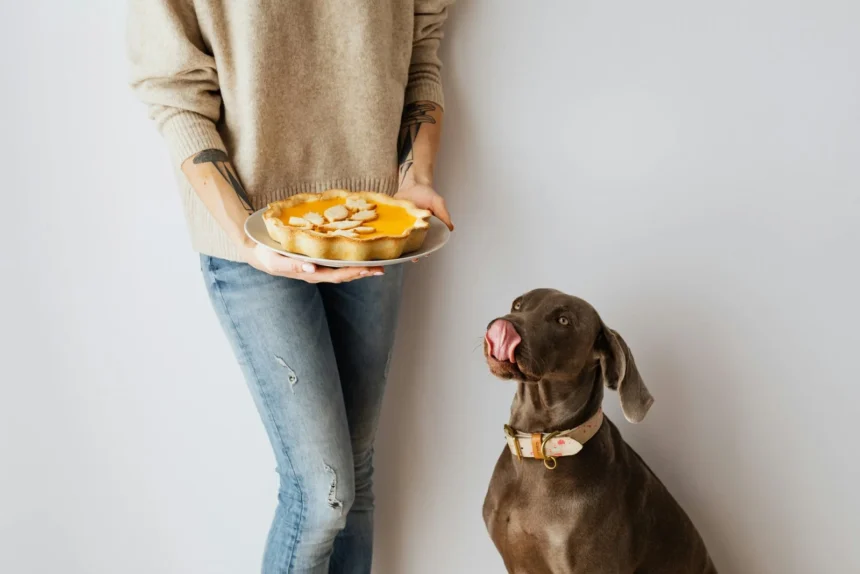 How many treats per day for a dog