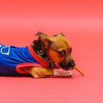 a dog wearing a blue shirt and lying on the floor with a cigarette in its mouth