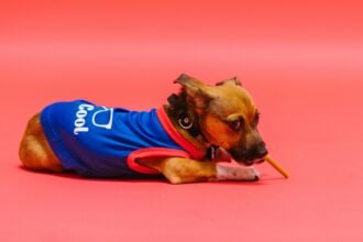 a dog wearing a blue shirt and lying on the floor with a cigarette in its mouth