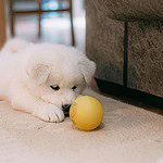 Best Kong Dog Toys