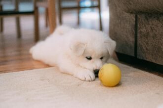 a puppy lying on the floor with a yellow ball