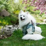 Best Cooling Vest For Dogs