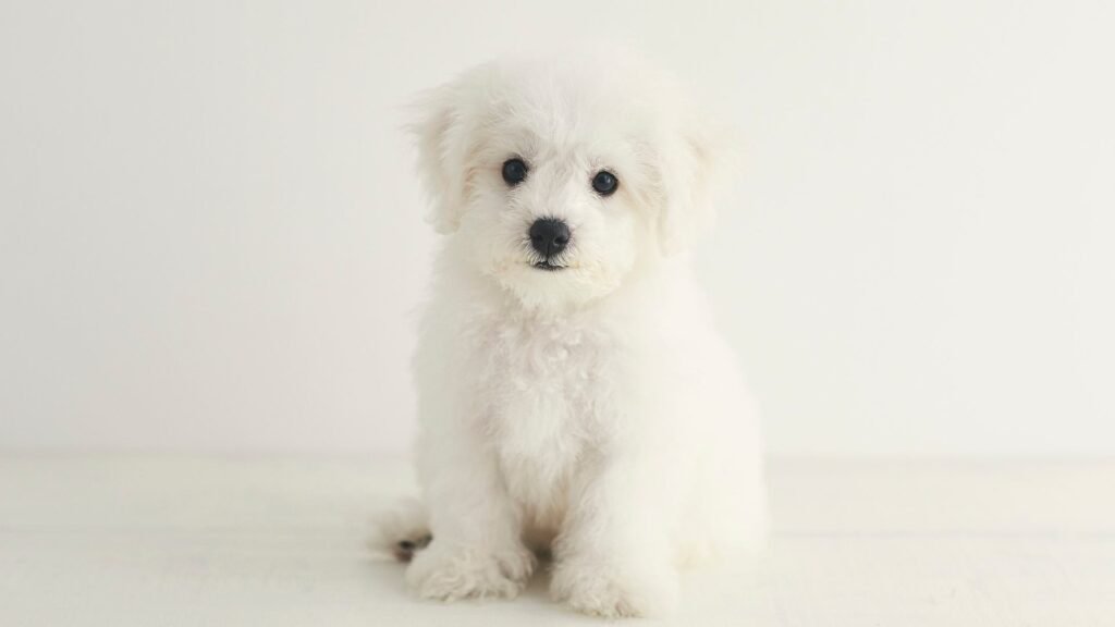 Dog Dental Development Timeline