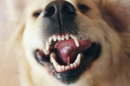 How Many Teeth Do Dogs Have