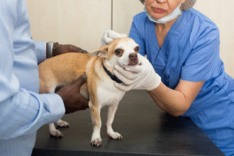 How Much Does It Cost To Neuter a Dog